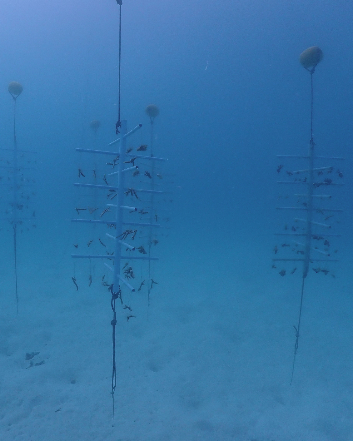 04 TGT Supporting The Reefs