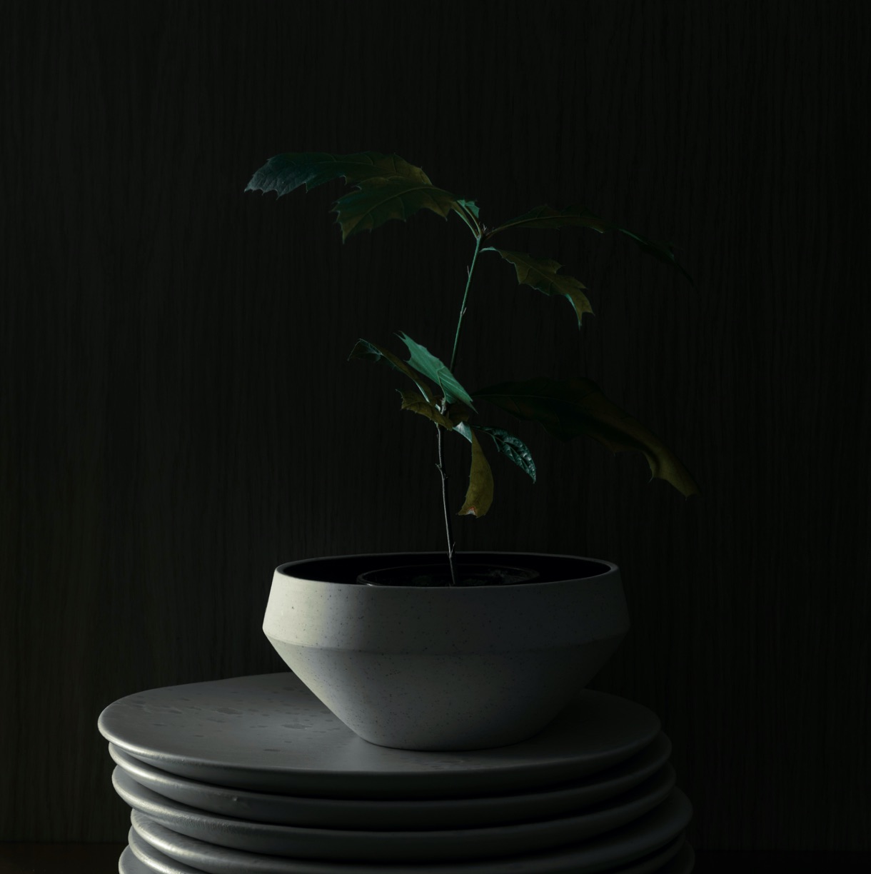 Sustainable Hotel Pacai B