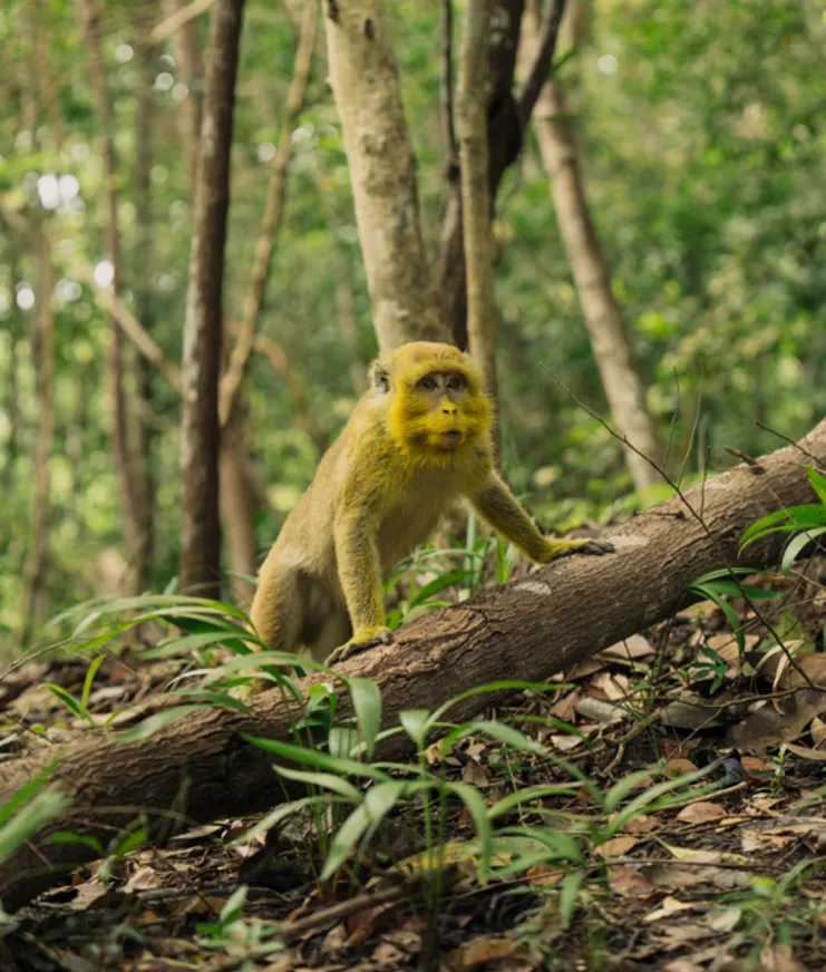 11 MBO Luma Highress