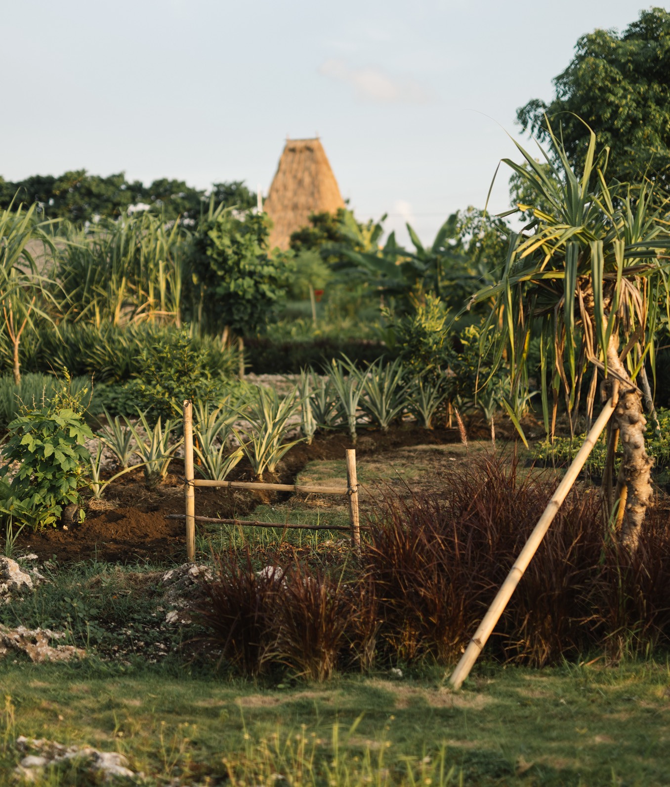 Cap Karoso Theme Box 01 Food And Drink 1