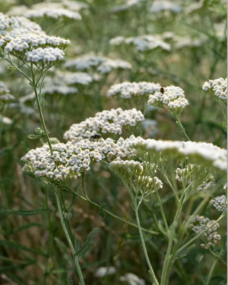 012 Biodynamics Vineyards Meinklang