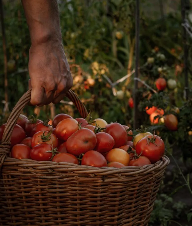 17 Destination Mallorca Pollenca Tomatoes Harvest For Market