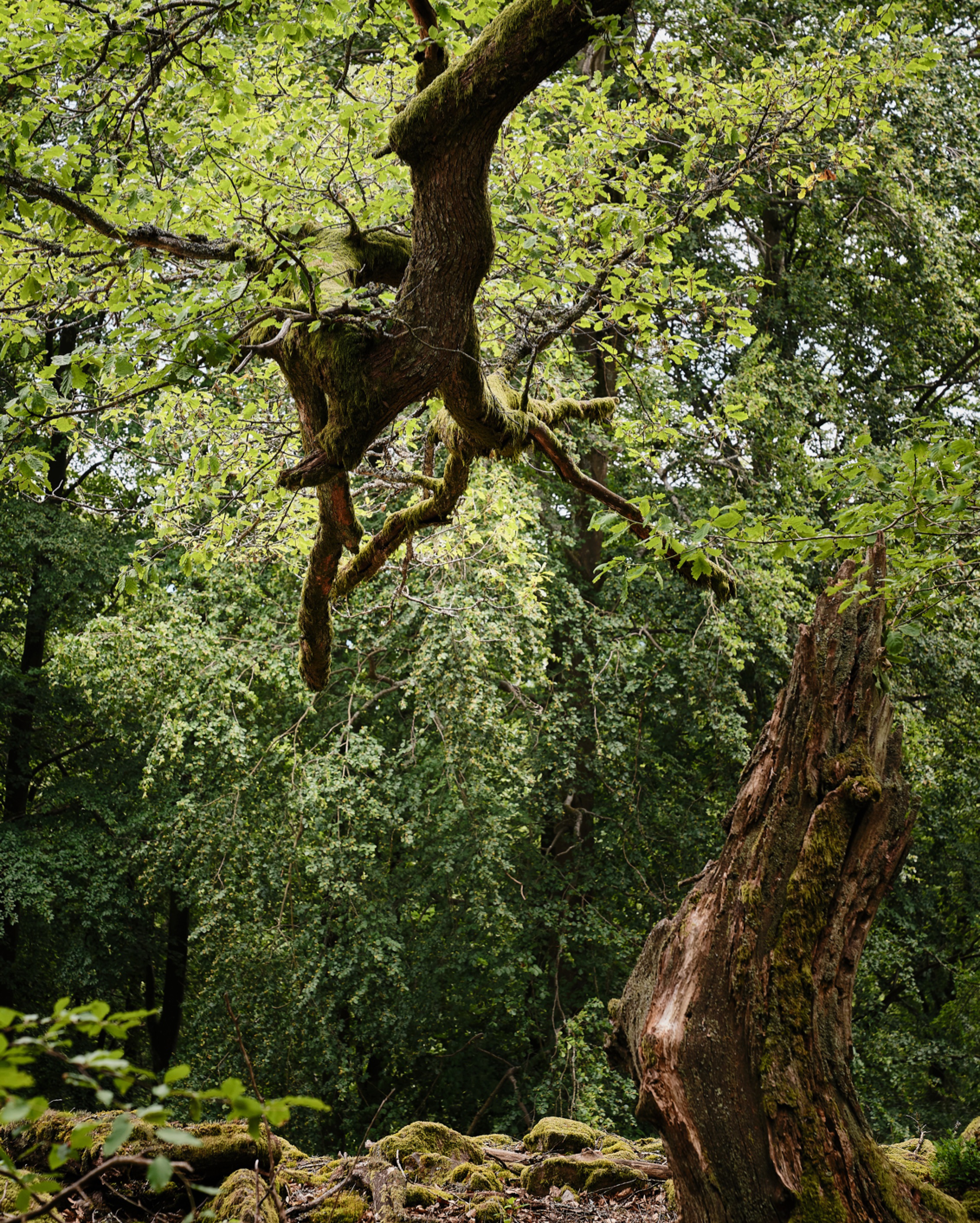 010 Seezeitlodge Woods Nature 02