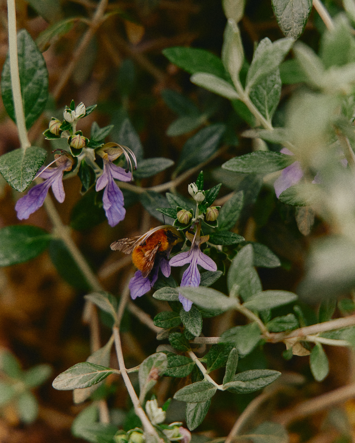 017 MBO Vocabolo Moscatelli (1)