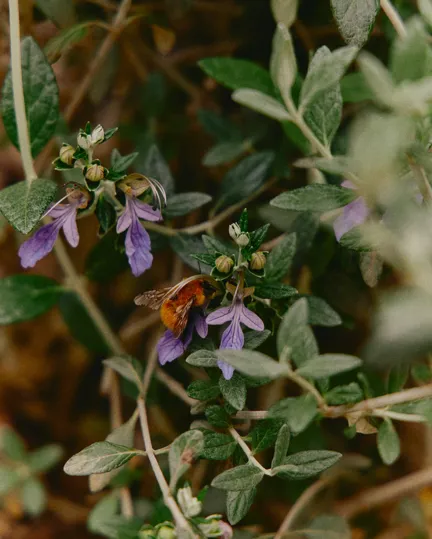 017 MBO Vocabolo Moscatelli (1)