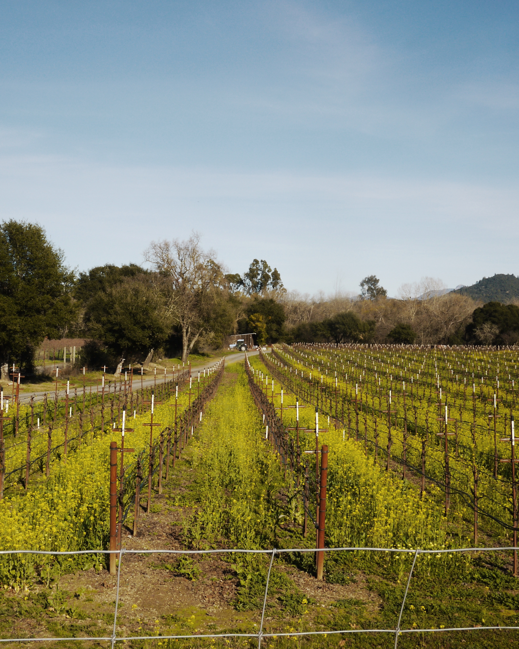 016 Biodynamics Vineyards Warnecke