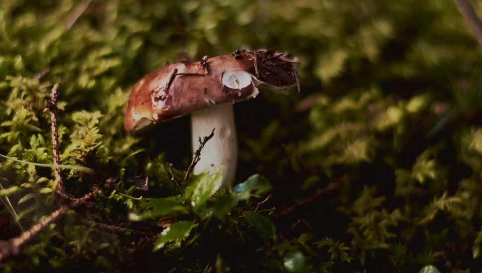 05 The Cambrian Mushroom Foraging