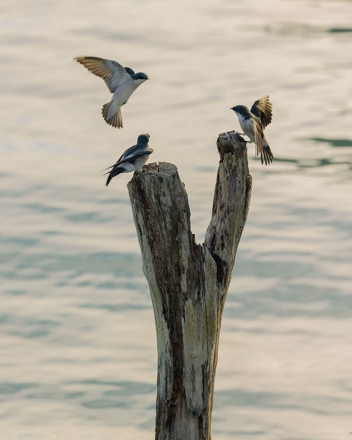 003 Rodrigo Juarez Water Birds Edit