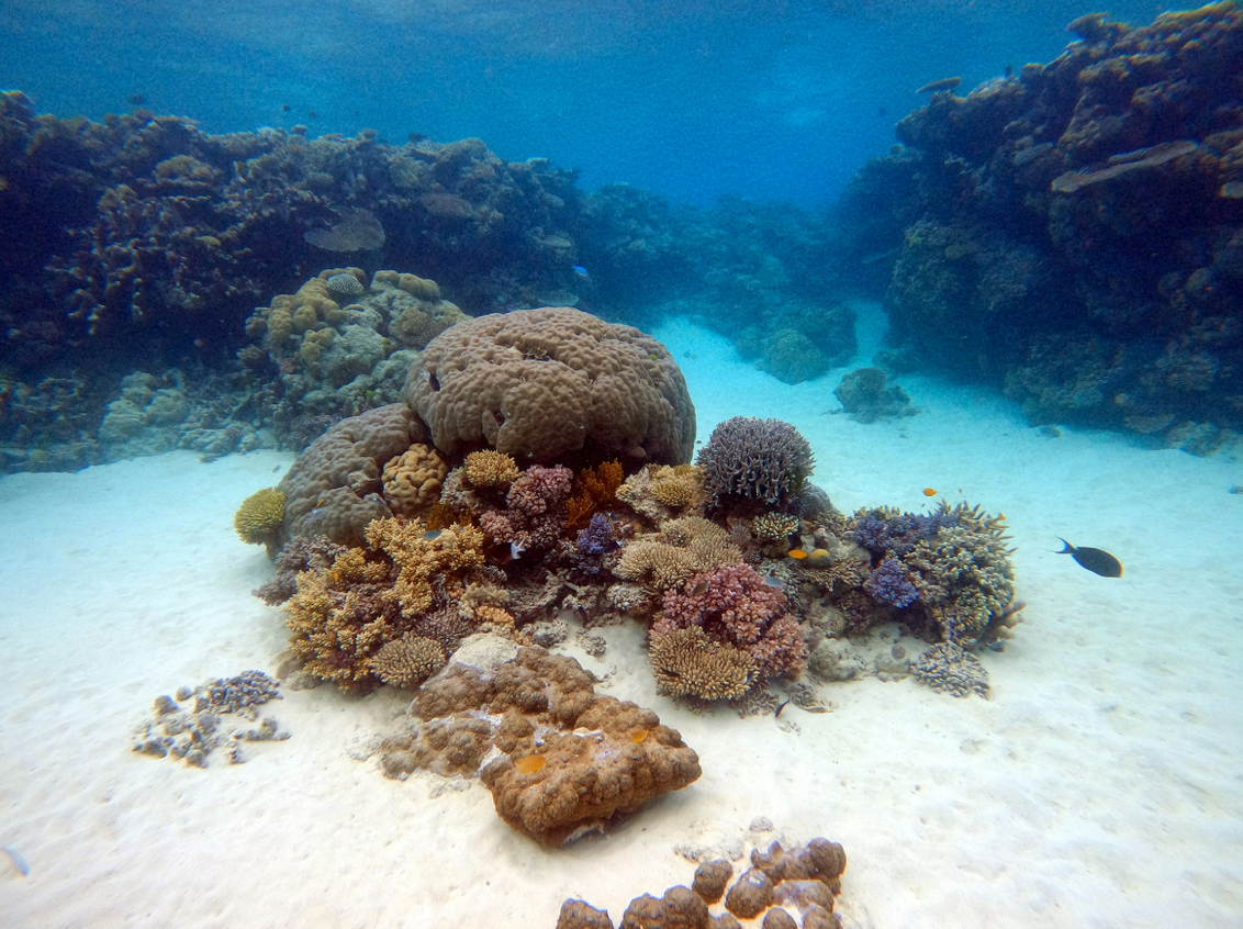 05 TGT Supporting The Reefs