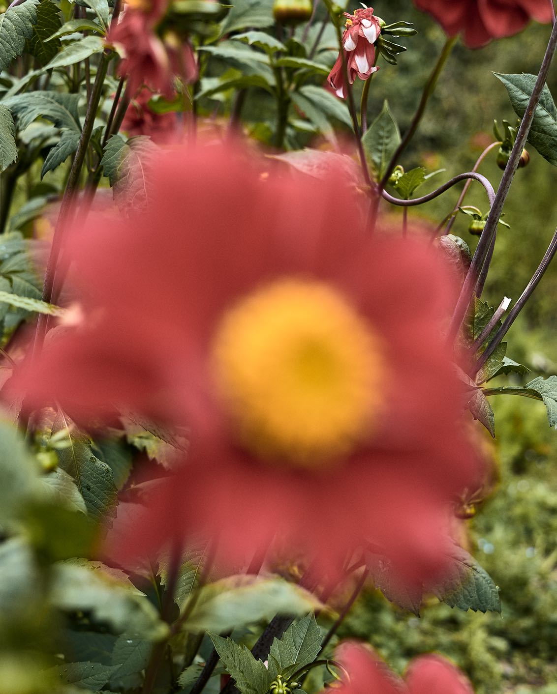 Pachamama's Land Part I 003.1