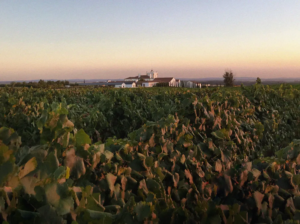 001 Biodynamics Vineyards Header Updated (1)