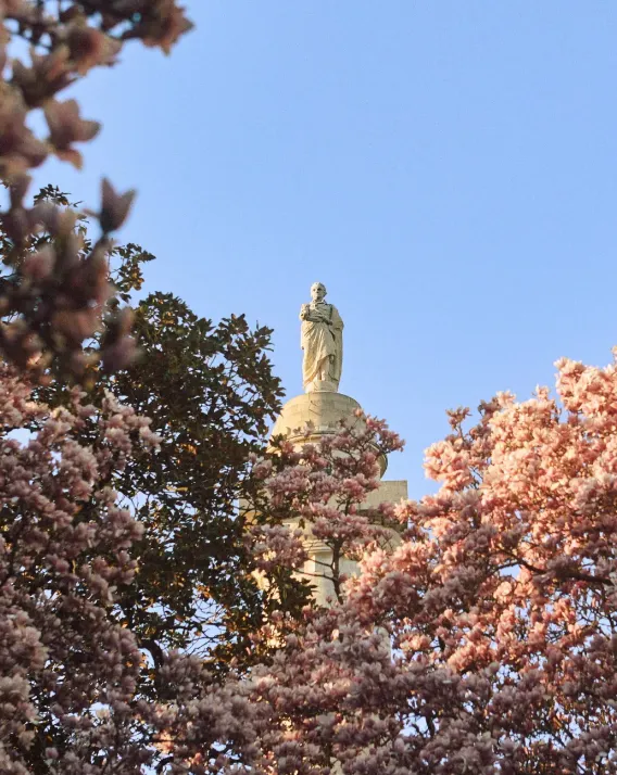 JS 9 10 Cherry Blossoms