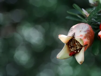 DH Journal Hotel Scents 18