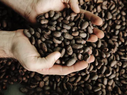 003 Rosas And Xocolate Cocoa Beans