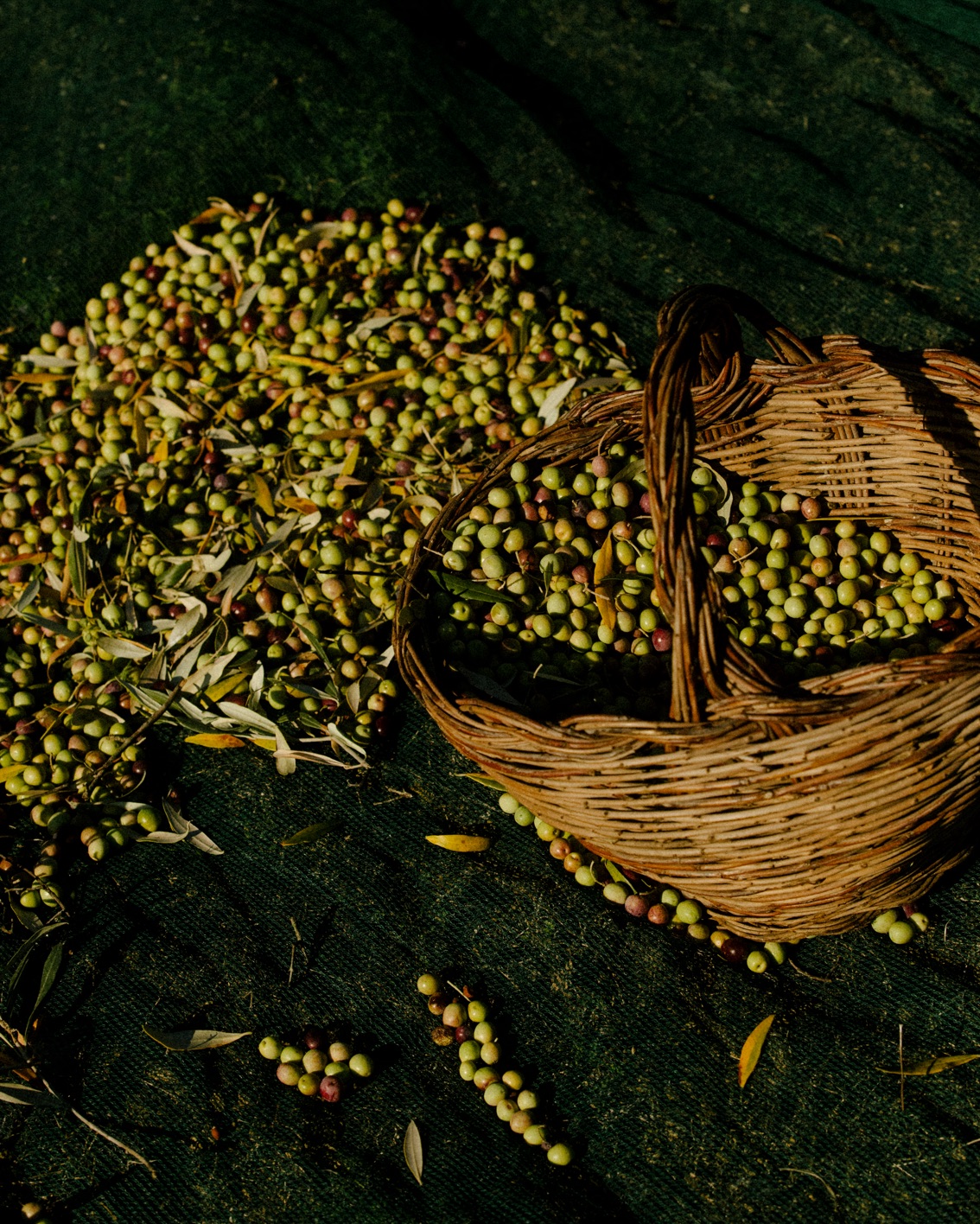 004.2 DH Book2022 Intro BP Layout