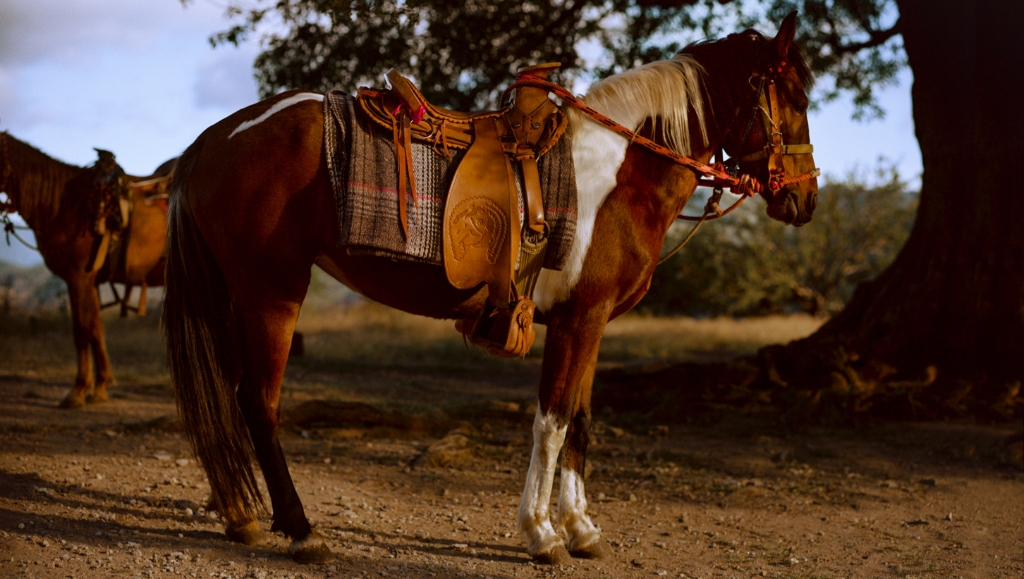 010 Mexico III Oaxaca Horse