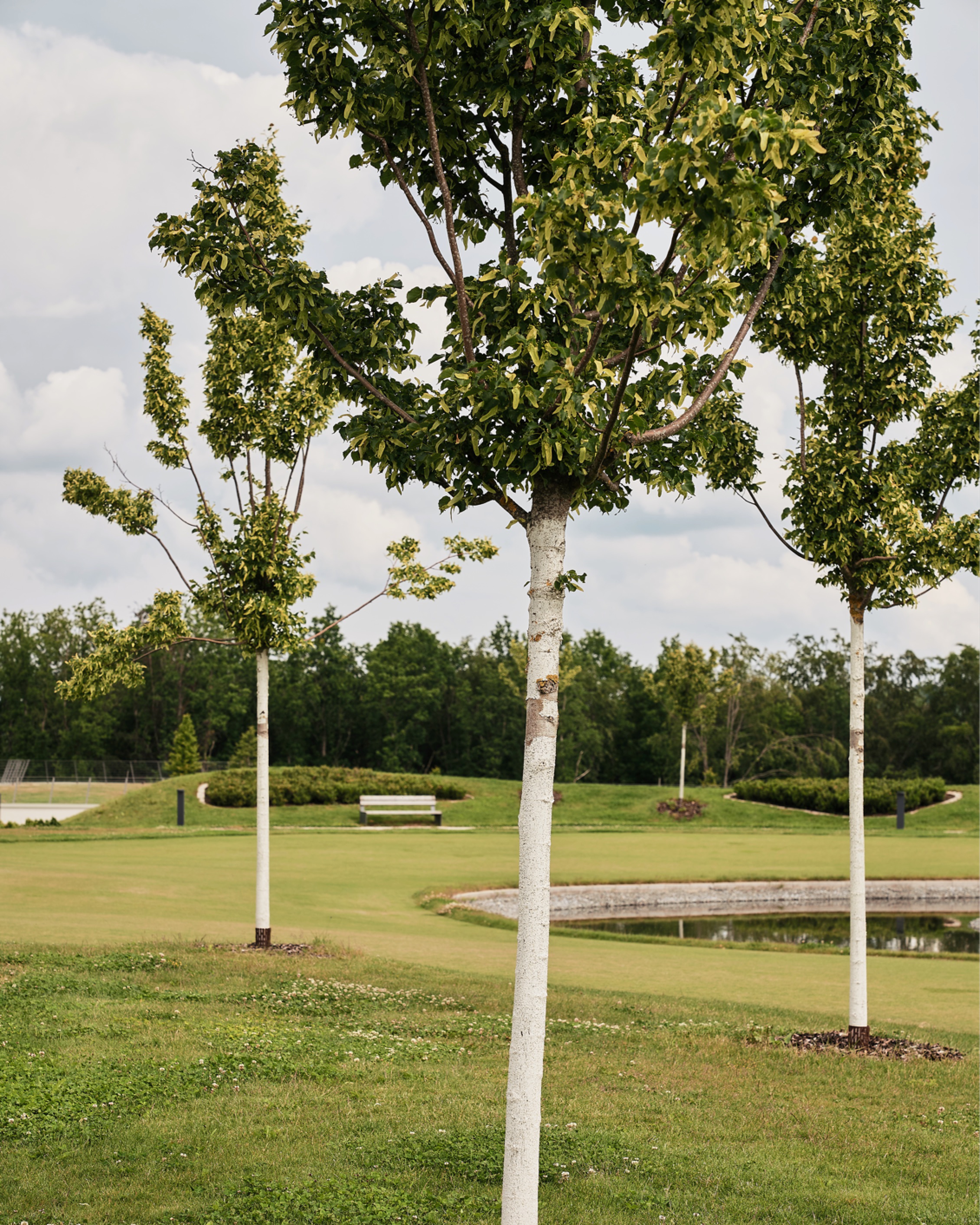 014 Seezeitlodge Park Trees