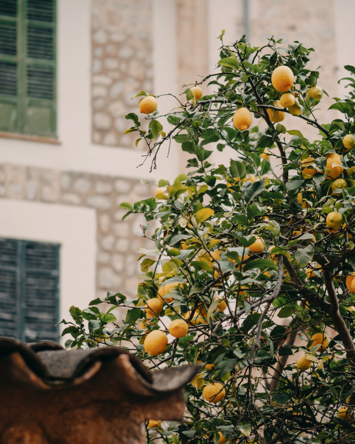12 Destination Mallorca Soller Lemon Tree