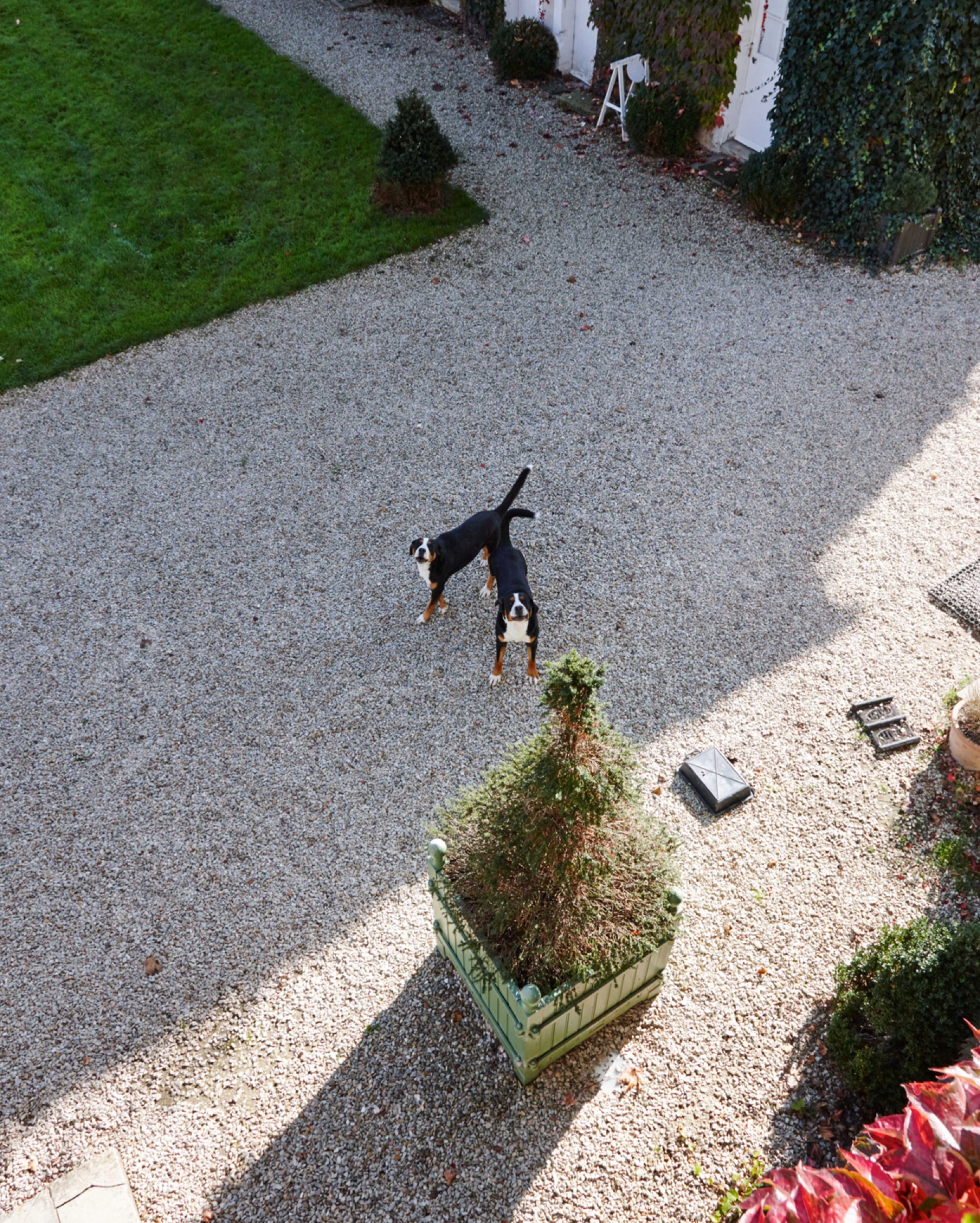 003 Chateau De La Resle Dogs